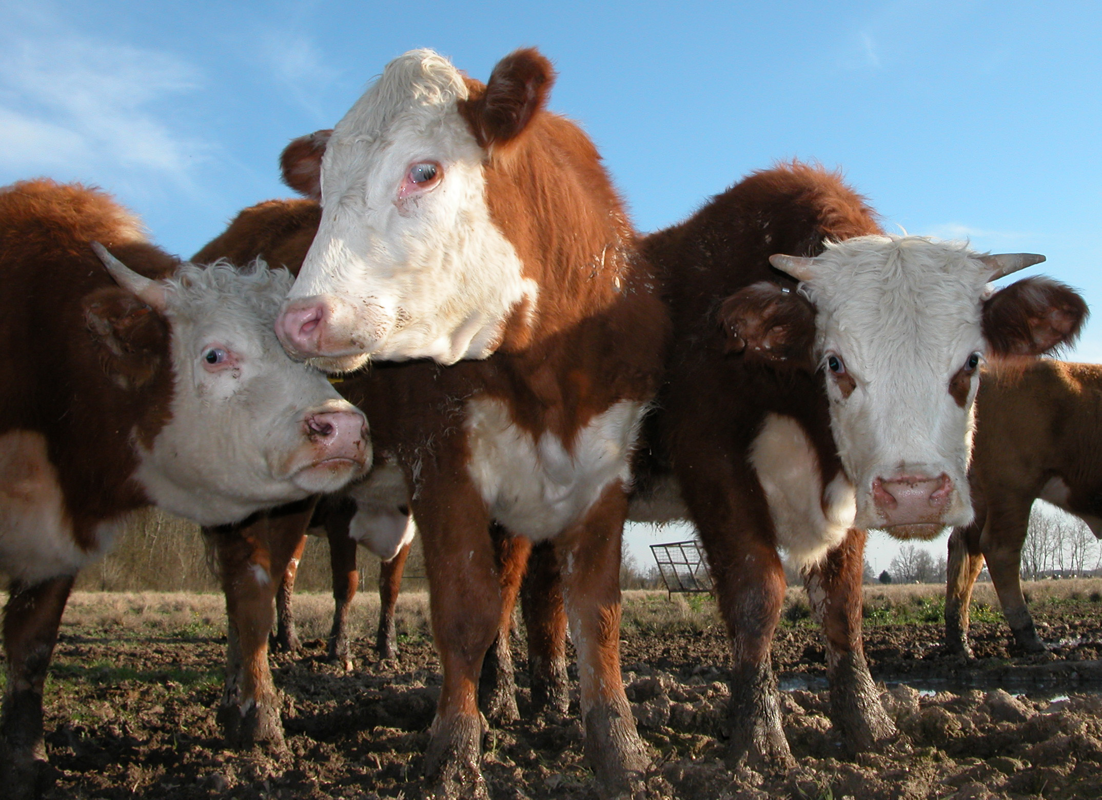 Mosquito outbreak in hurricane-damaged areas causes concern for livestock 